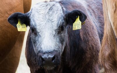 Bik jak sprawdzić czy jestem w biku?