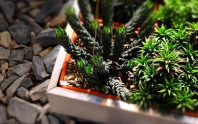 Jakie rośliny na skarpę w ogrodzie sprawdzą się najlepiej?