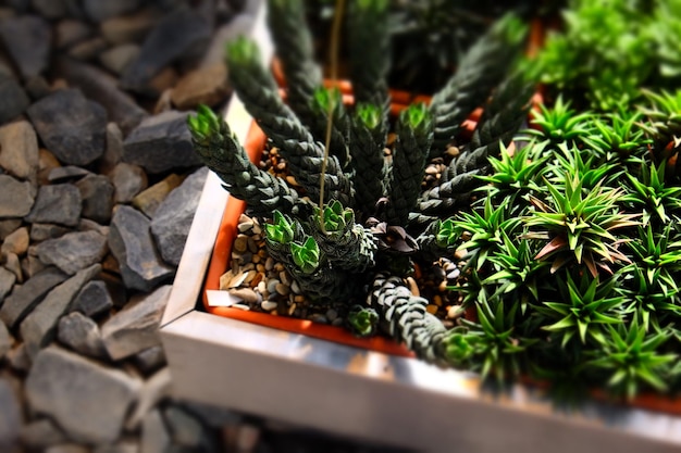 Jakie rośliny na skarpę w ogrodzie sprawdzą się najlepiej?